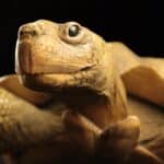 Sonderausstellung “Memento mori” im Aquazoo Löbbecke Museum geht in die letzte Woche