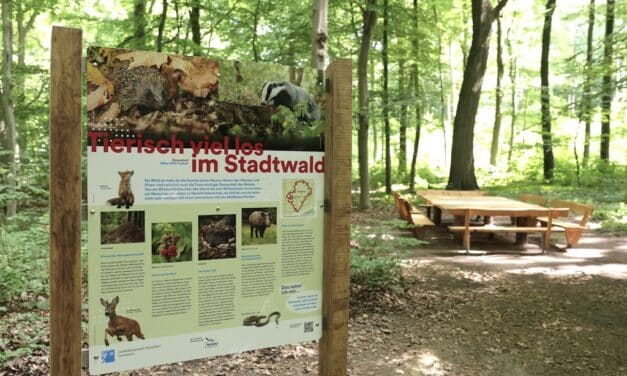 Den Stadtwald erkunden und Neues lernen: Stadt eröffnet Waldlehrpfad