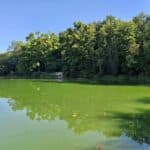Blaualgen im Zamek-See