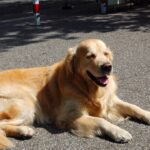 Hitzefalle: Tiere nicht im geparkten Auto lassen!