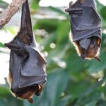Dreimal Fledermäuse treffen