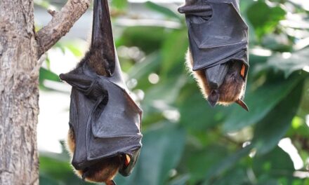 Dreimal Fledermäuse treffen