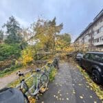 Sturmböen über Düsseldorf: 50 Meter hoher Baum stürzte auf neun geparkte Fahrzeuge