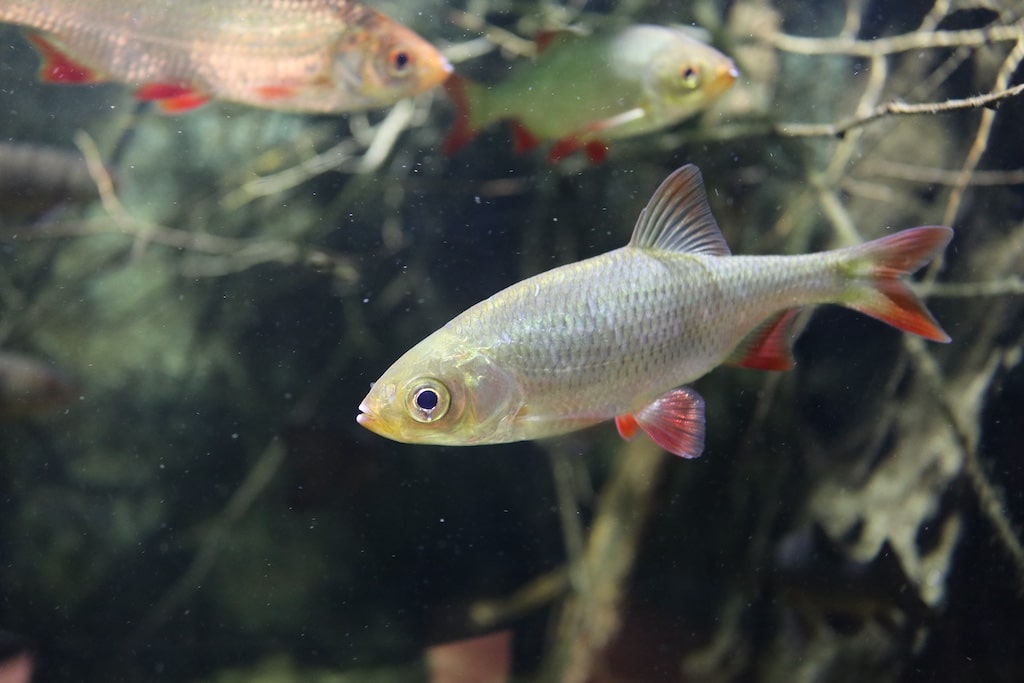 Kinder, Familien und alle Bastelfreundinnen und Bastelfreunde sind in den Herbstferien zu zwei kreativen Ferientagen am 16. und 17. Oktober sowie einem Workshop am 23. Oktober 2025 in das Aquazoo Löbbecke Museum eingeladen. © Landeshauptstadt Düsseldorf/Aquazoo Löbbecke Museum