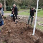 Bergulme aus städtischem Genpool wächst nun auf dem Nordfriedhof