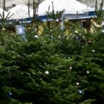 Festlich geschmückte Tannenbäume zaubern vorweihnachtliche Stimmung in Düsseldorf