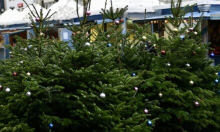 Festlich geschmückte Tannenbäume zaubern vorweihnachtliche Stimmung in Düsseldorf