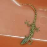 Zoll stoppt blinden Passagier im Koffer