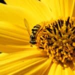 Workshop im Aquazoo Löbbecke Museum: “Forschungsobjekt Insekt”