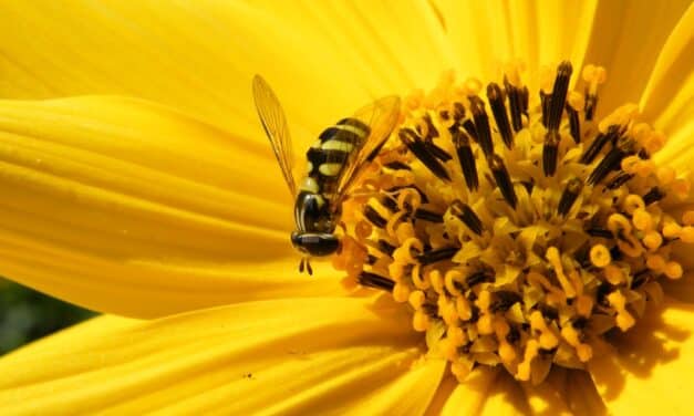 Workshop im Aquazoo Löbbecke Museum: “Forschungsobjekt Insekt”