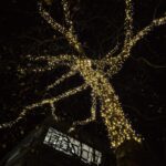 Garath leuchtet weiter: Platane auf dem Brentano-Platz illuminiert