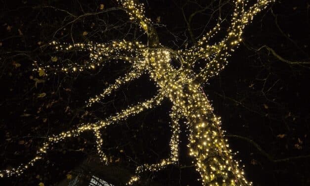 Garath leuchtet weiter: Platane auf dem Brentano-Platz illuminiert