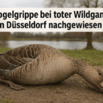 Vogelgrippe bei toter Wildgans in Düsseldorf nachgewiesen