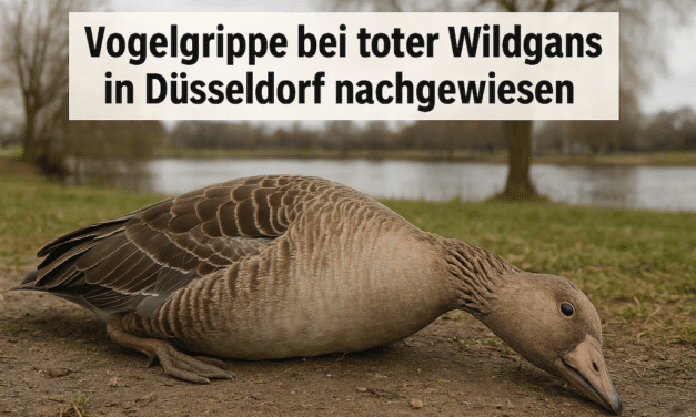 Vogelgrippe bei toter Wildgans in Düsseldorf nachgewiesen