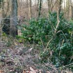 Mobile Sammlung von Grünschnitt für die Stadtteile Golzheim, Derendorf, Pempelfort und Unterrath