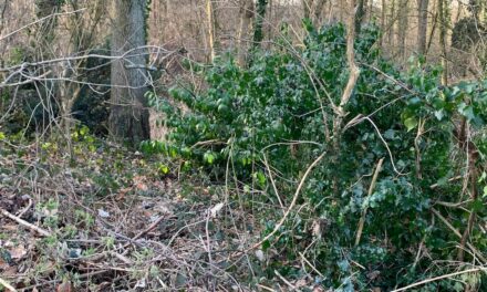 Mobile Sammlung von Grünschnitt für die Stadtteile Golzheim, Derendorf, Pempelfort und Unterrath