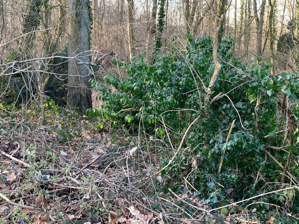 Symbolbild Grünschnitt © LB / Olaf Oidtmann
