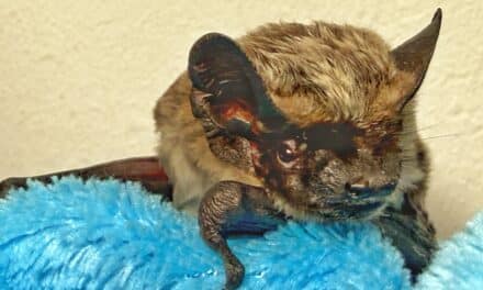 Einen eher ungewöhnlichen Rettungseinsatz hatten die Zöllnerinnen und Zöllner am Düsseldorfer Flughafen