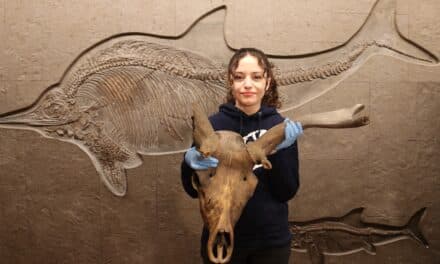 Aquazoo lässt “Arbeitskreis Geowissenschaften” wieder aufleben