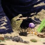 “Ein Paradies voller Farben – Korallenriffe”: Aquazoo auf der boot&nbsp;2026