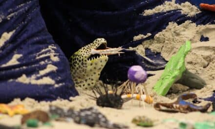 “Ein Paradies voller Farben – Korallenriffe”: Aquazoo auf der boot&nbsp;2026